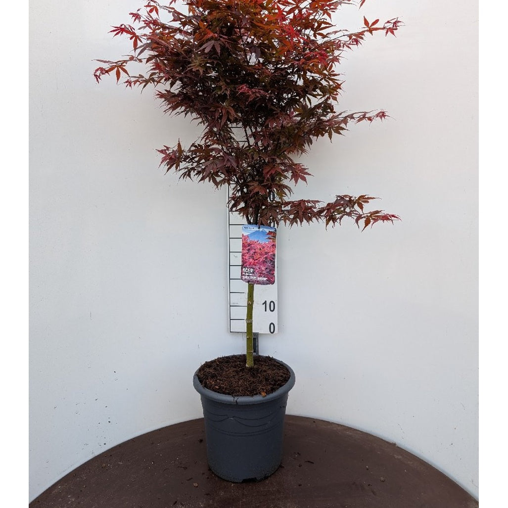 Japansk lönn – Acer pal. 'Skeeter's Broom' - 50 CM Stem C15