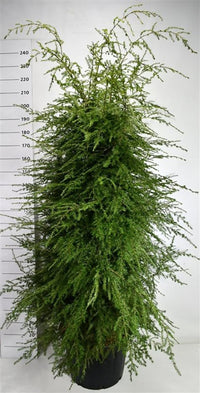Hemlock – Tsuga canadensis - C65 175-200 cm.