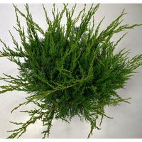 Pfitzer-en – Juniperus pfitzeriana 'Mint Julep' - C12 50-60 cm.