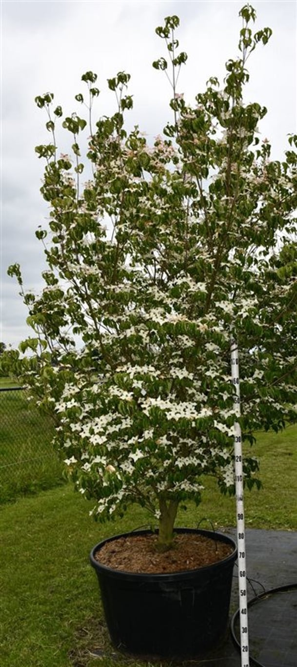 Japansk blomsterkornell – Cornus kousa &