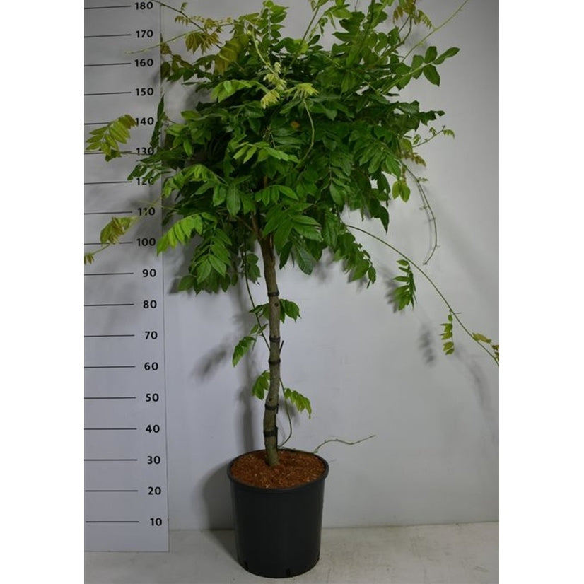 Japansk blåregn – Wisteria brachybotrys 'Yokohama fuji' - C18 70 cm. Stam