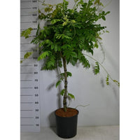 Japansk blåregn – Wisteria brachybotrys 'Yokohama fuji' - C18 70 cm. Stam