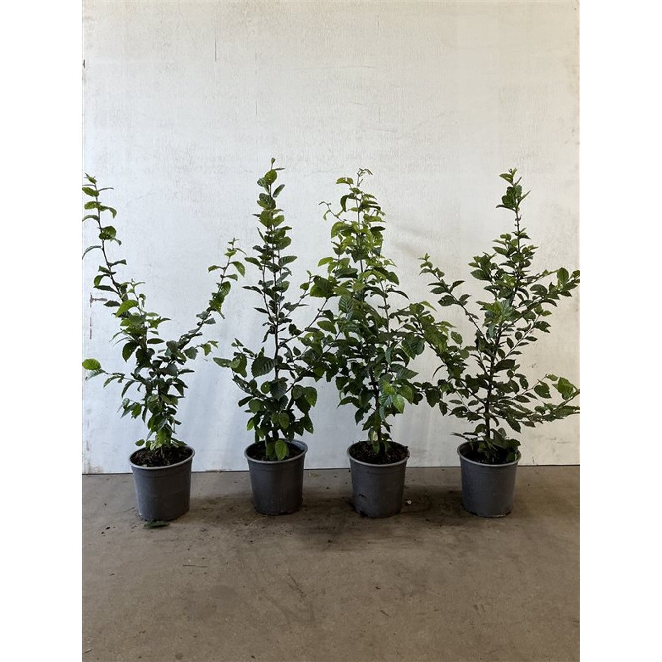 Avenbok – Carpinus betulus - C2.5 40-60 CM