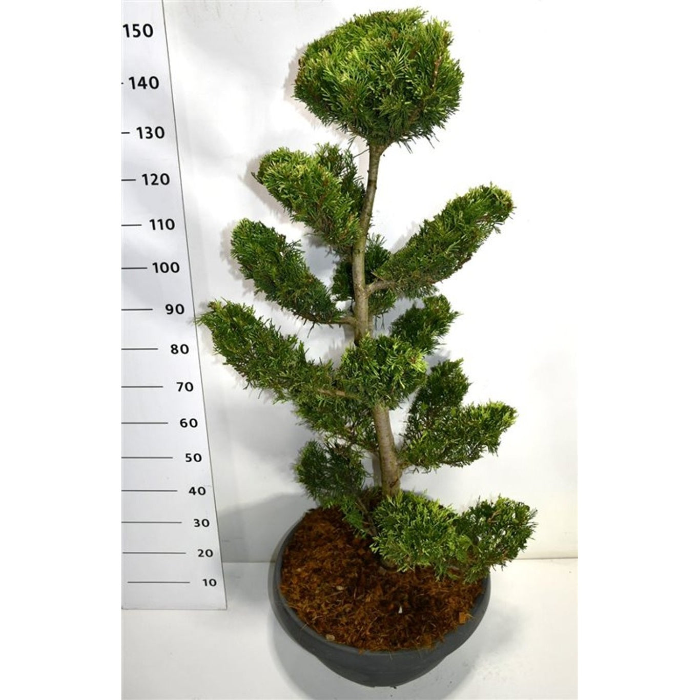 Leylandcypress – Cupressocyparis leylandii 'Gold Rider' - 100-125 CM Bonsai Cont.