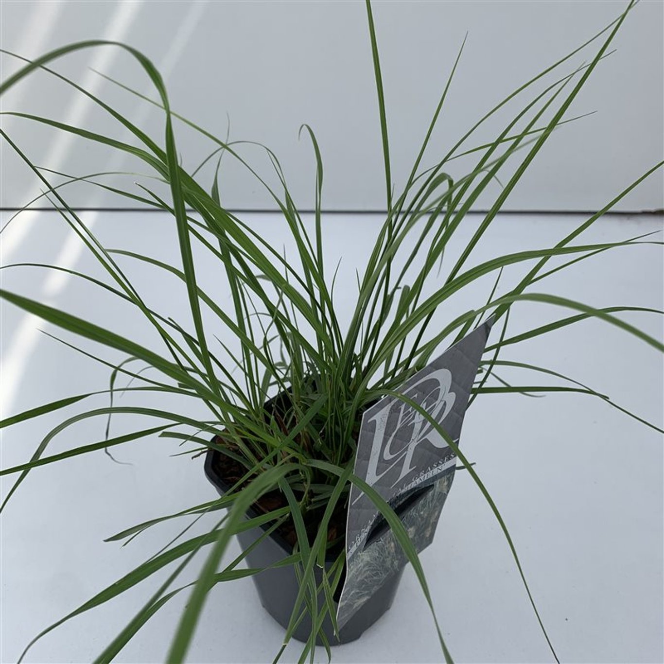 Lampborstgräs – Pennisetum alopecuroides 'Hameln' - C1