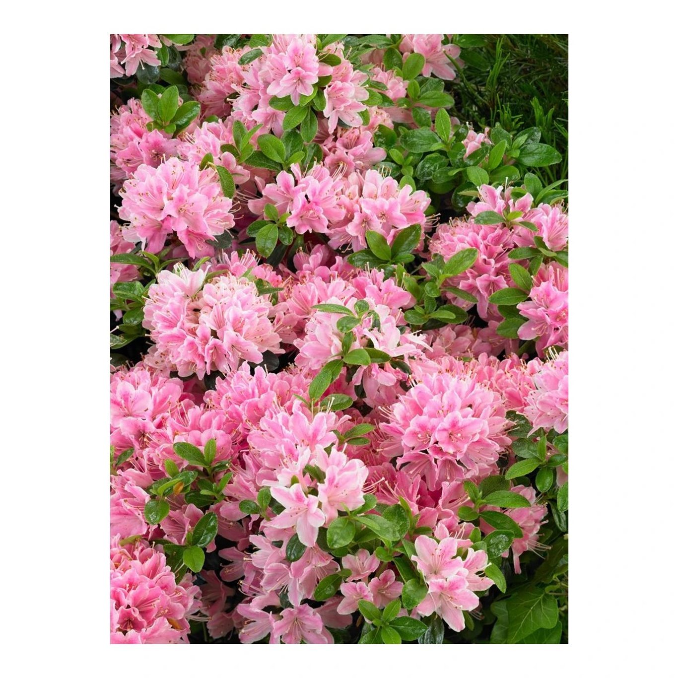 Rhododendron – Rhododendron (AJ); 'Kermesinum Rosé' - C2 20-25 CM