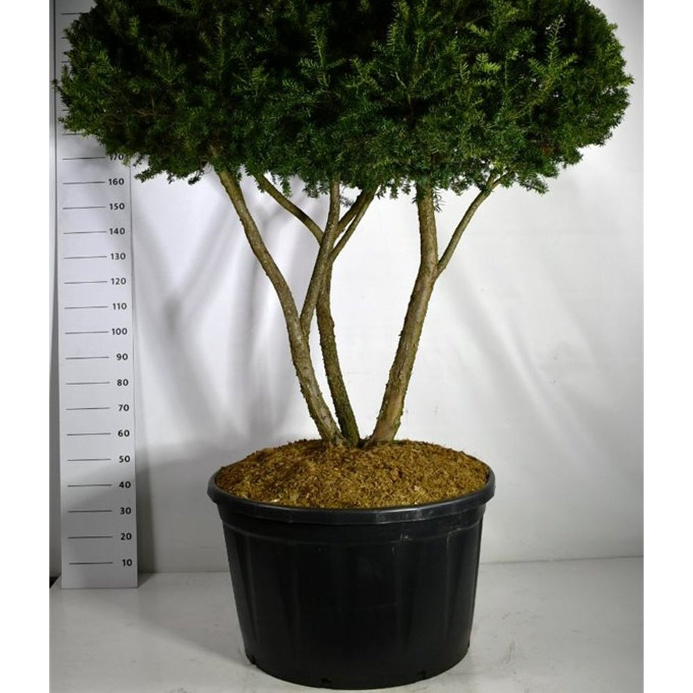 Japansk idegran – Taxus cuspidata - C280 200-225 cm. Meerstammig