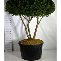 Japansk idegran – Taxus cuspidata - C280 200-225 cm. Meerstammig