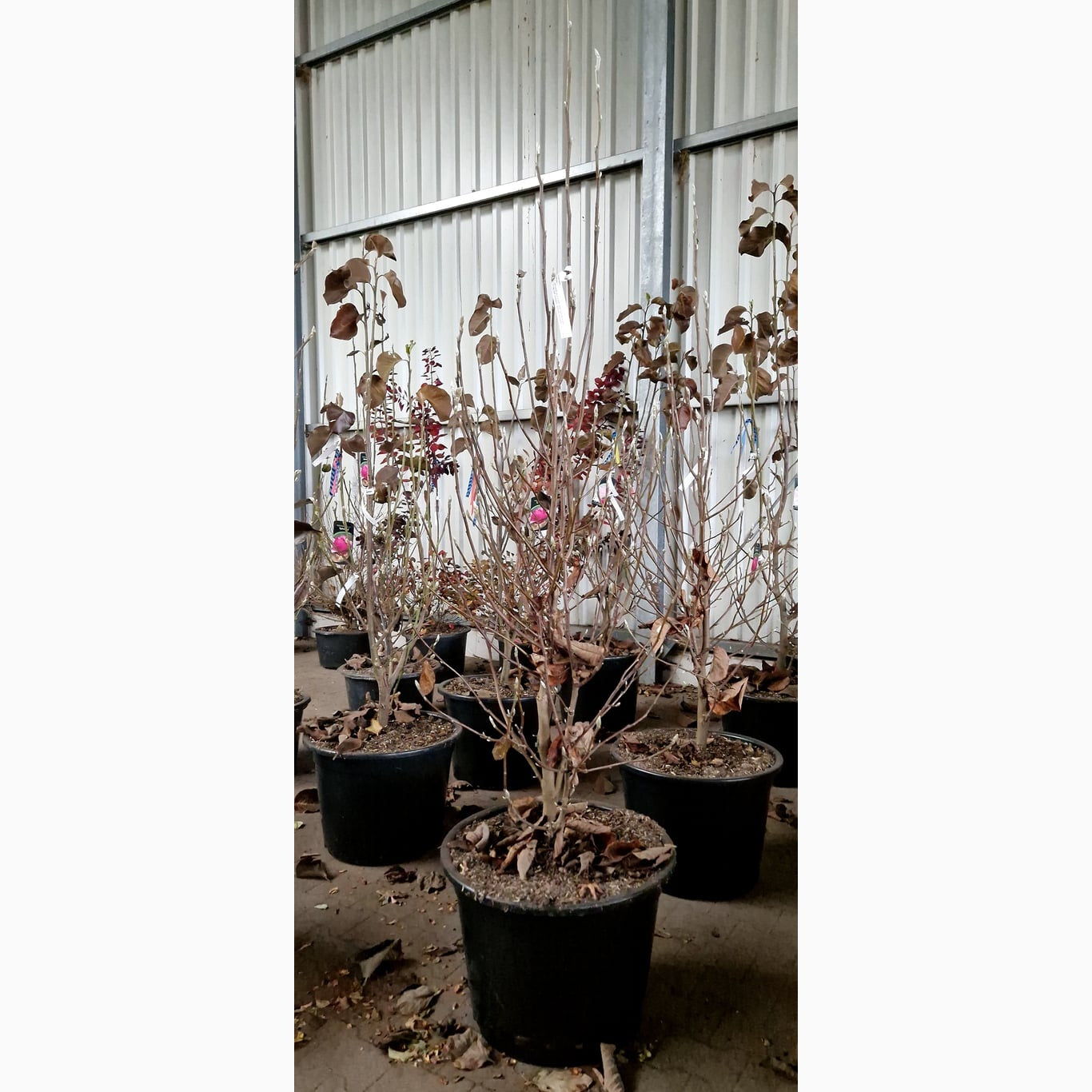 Magnolia – Magnolia 'Daphne' - C20 125-150 CM