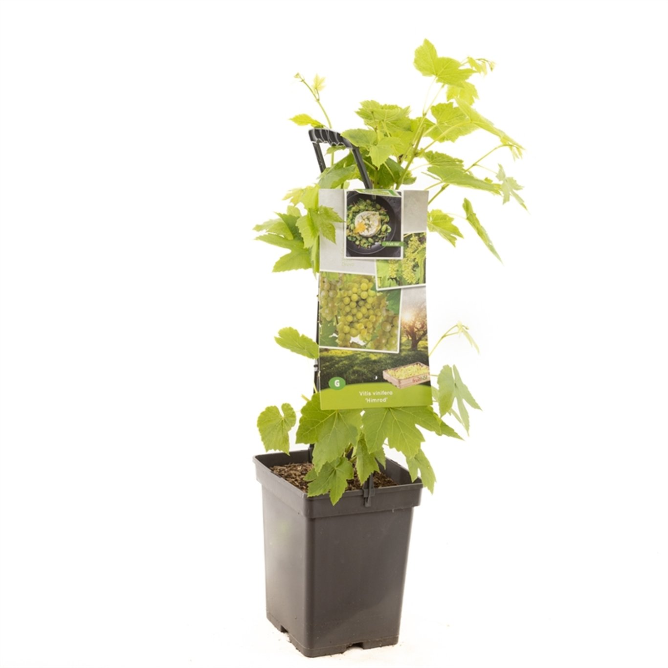 Vinranka – Vitis 'Himrod' - 50-60 CM Carry Handle C5