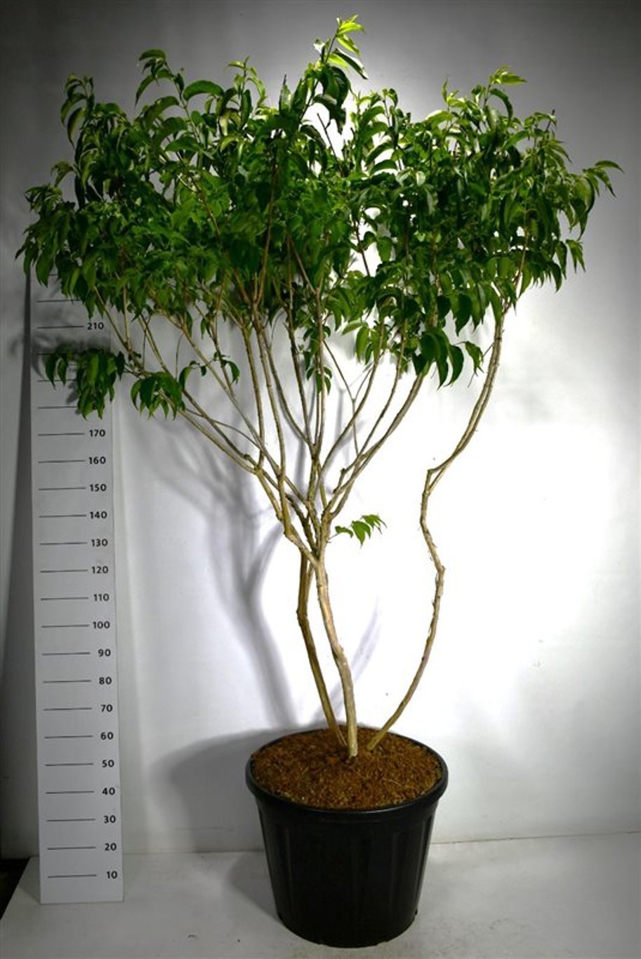 Sjudblomsträd – Heptacodium miconioides - C130 200-225 cm. Meerstammig
