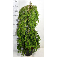 Hemlock – Tsuga canadensis 'Pendula' - C18 100-125 cm.