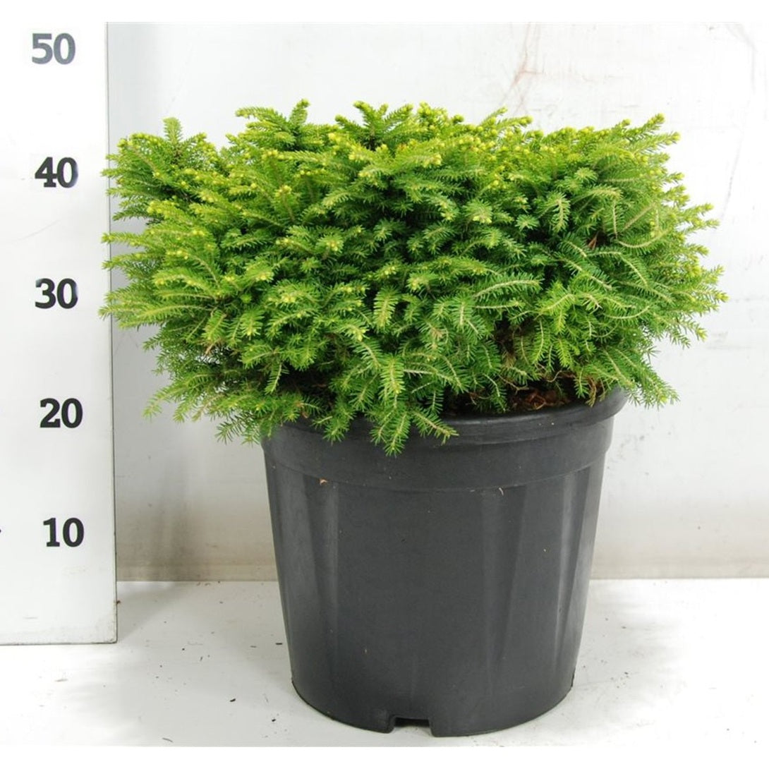 Gran – Picea abies &