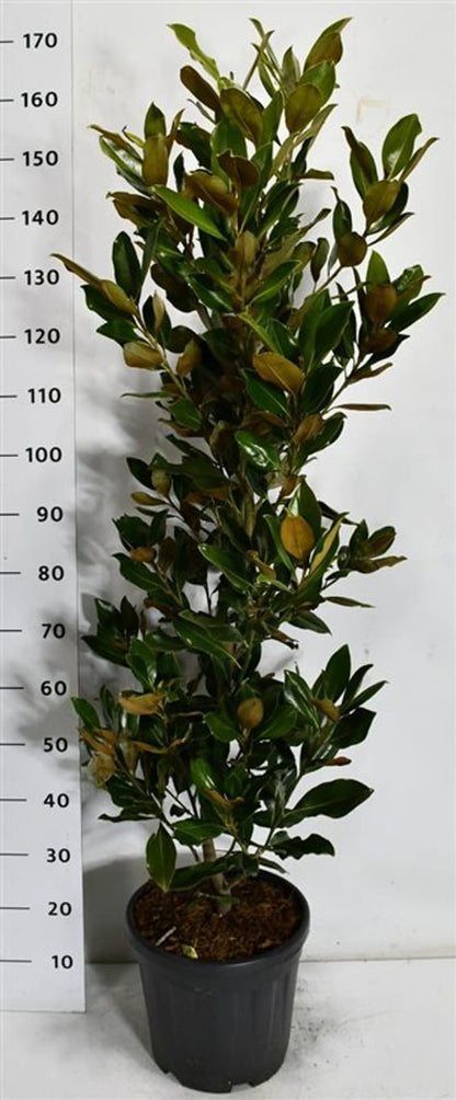 Städsegrön magnolia – Magnolia grandiflora &