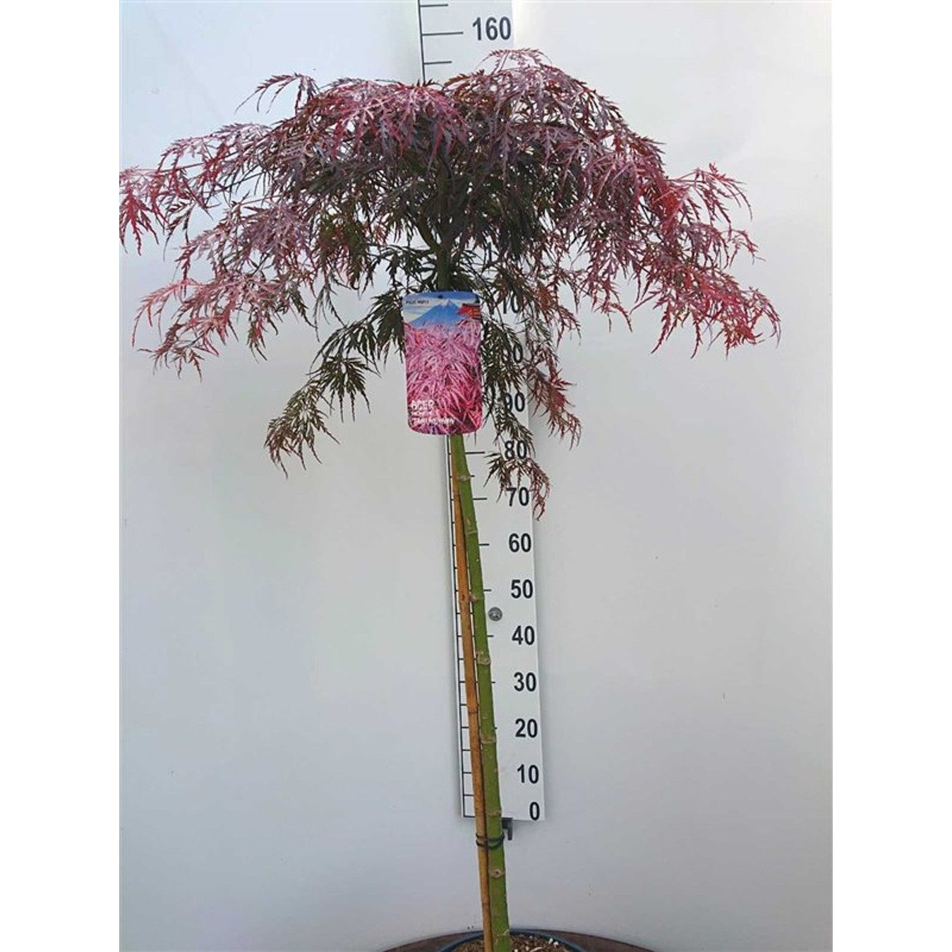 Japansk lönn – Acer pal. 'Tamukeyama' - 90 CM Stem C20