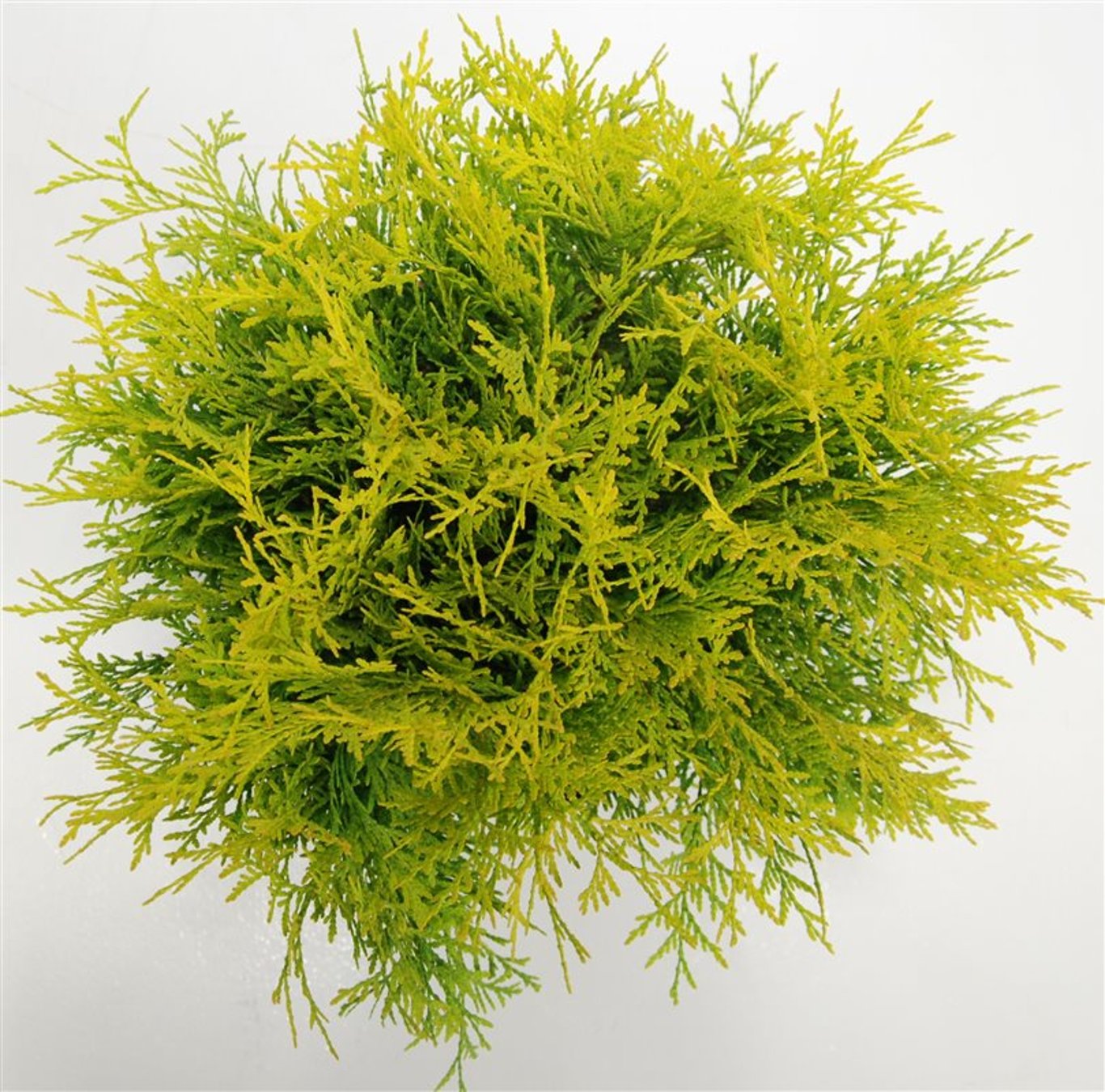 Thuja – Thuja occidentalis 'Golden Globe' - C7.5 40-50 cm.