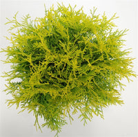 Thuja – Thuja occidentalis 'Golden Globe' - C7.5 40-50 cm.