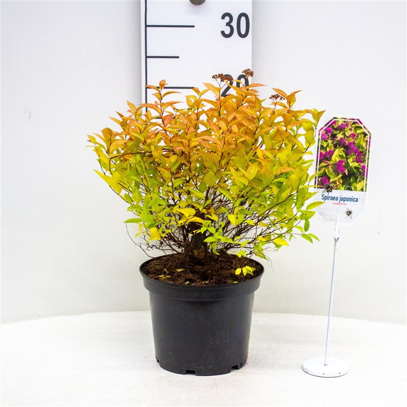 Praktspirea – Spiraea japonica 'Goldflame' - C3 30-40 CM