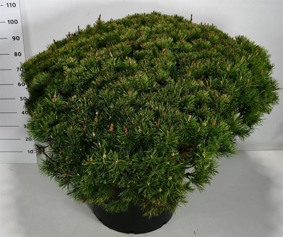 Bergtall – Pinus mugo pumilio - C110 90-100 cm. Levendesteen