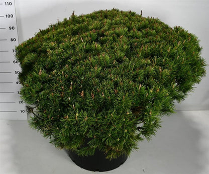 Bergtall – Pinus mugo pumilio - C110 90-100 cm. Levendesteen