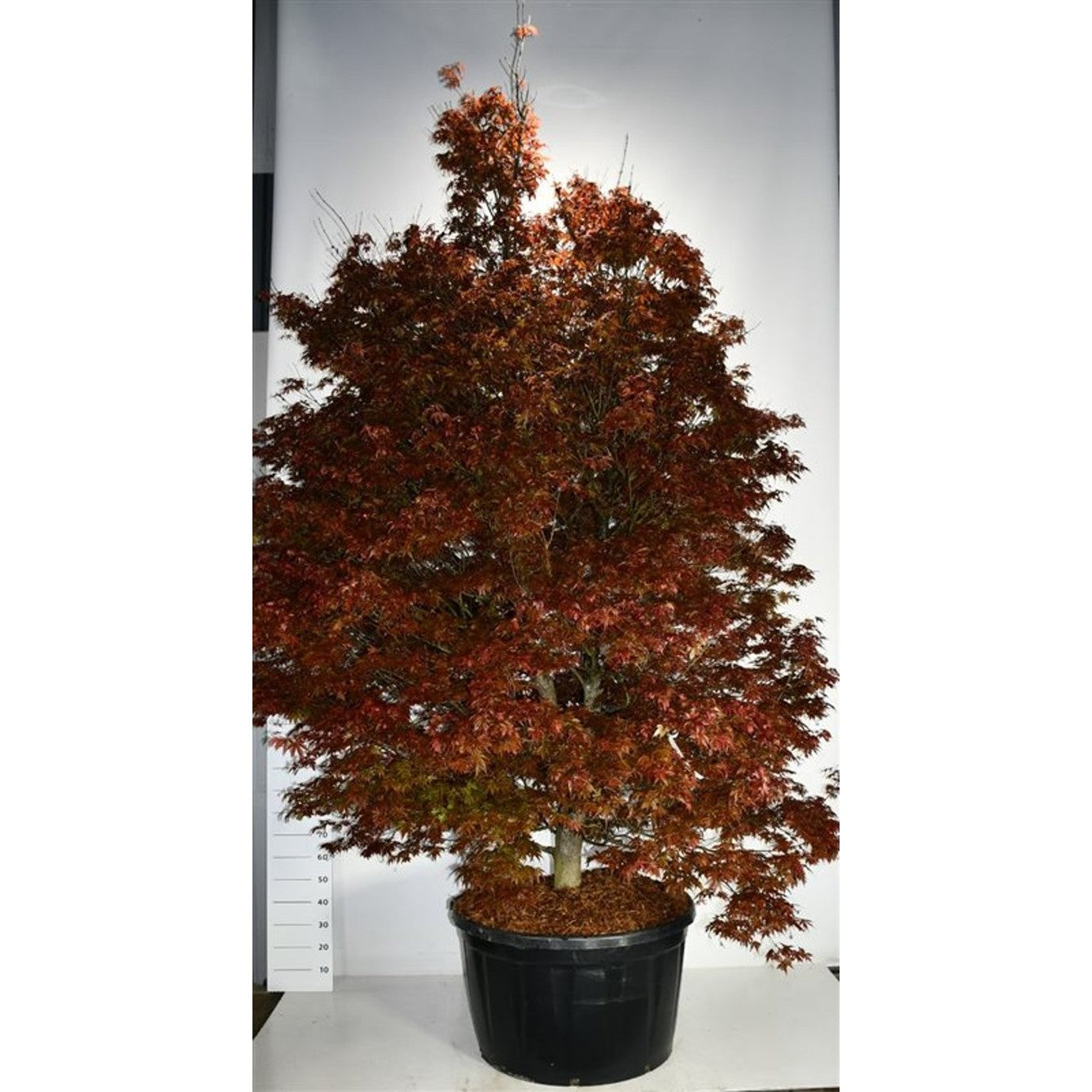 Japansk lönn – Acer palmatum 'Skeeter's Broom' - C280 300-350 cm.