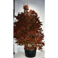 Japansk lönn – Acer palmatum 'Skeeter's Broom' - C280 300-350 cm.