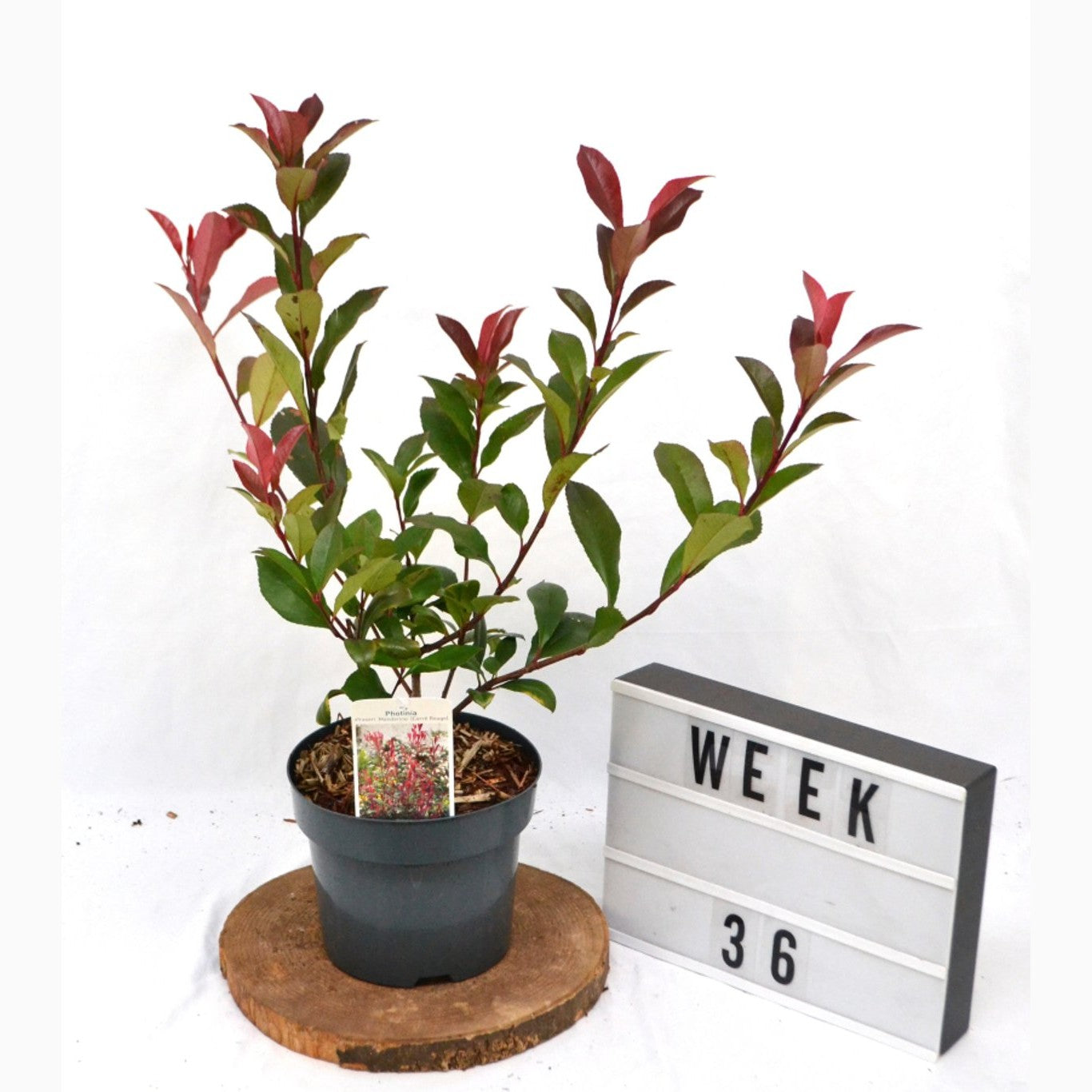 Fotinia – Photinia fraseri 'Mandarino' - C3 20-40 CM