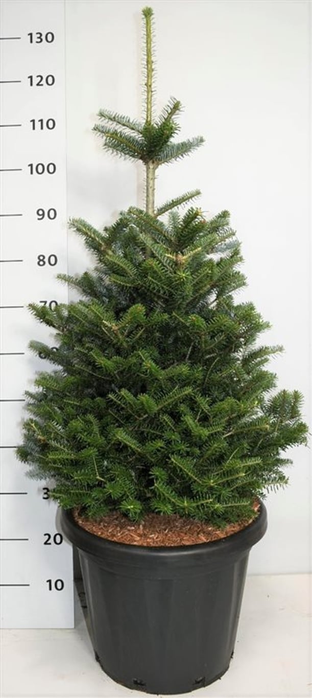 Koreagran – Abies koreana - C25 80-100 cm.