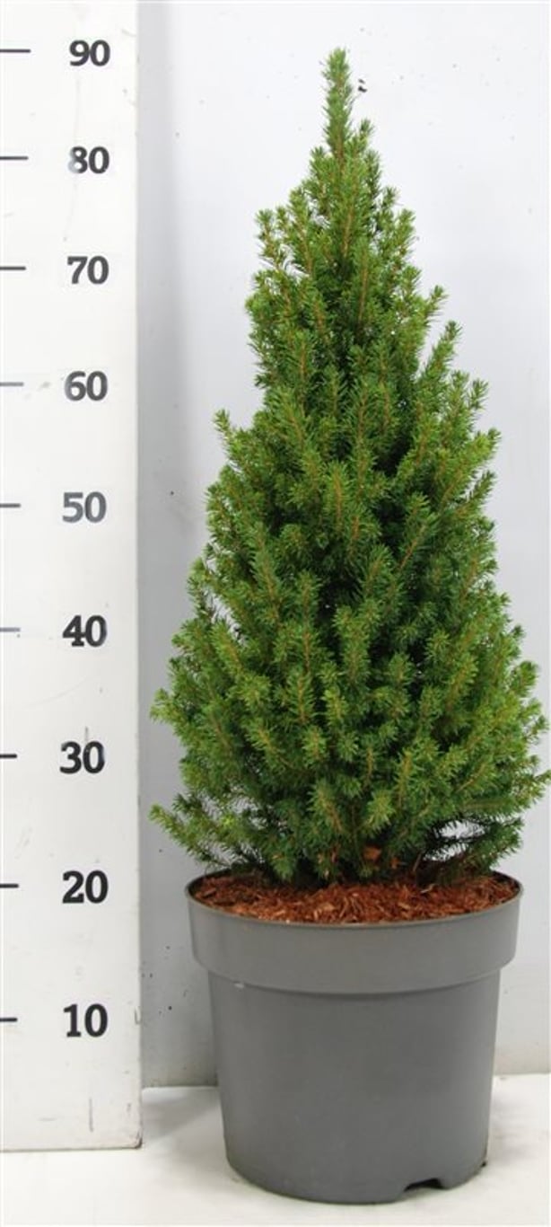 Albertagran – Picea glauca &