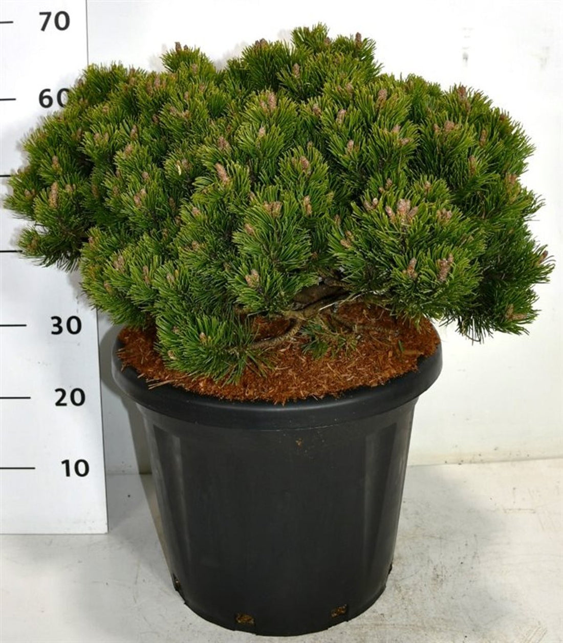 Bergtall – Pinus mugo &