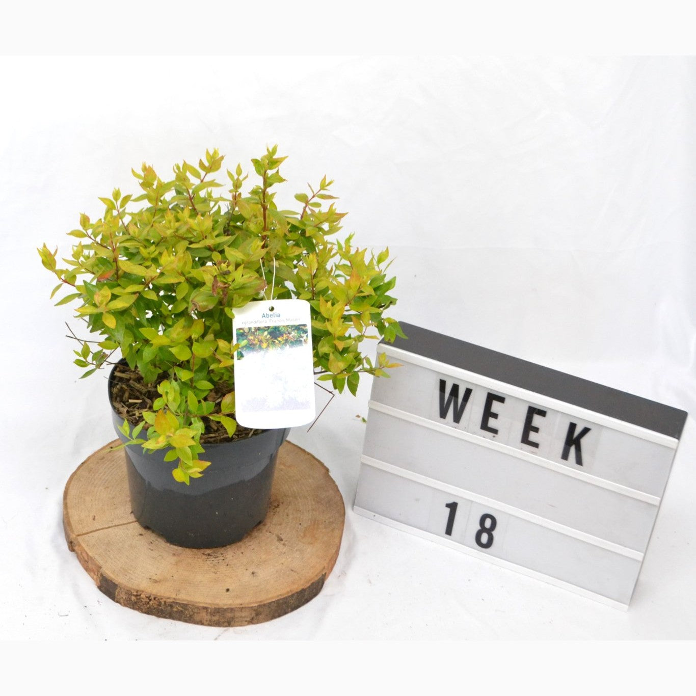 Storablia – Abelia grandifl. 'Francis Mason' - C3 20-40 CM