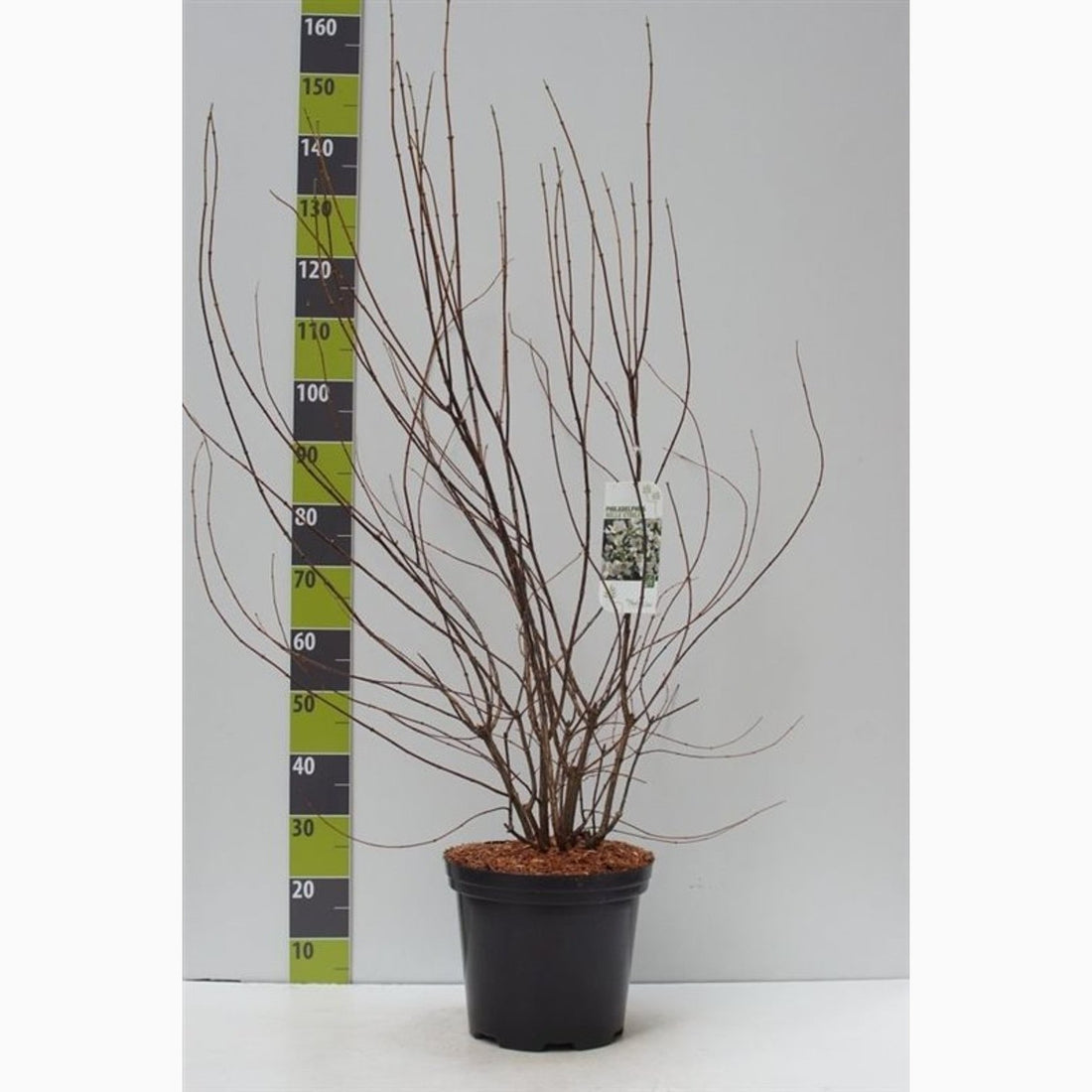 Schersmin – Philadelphus &