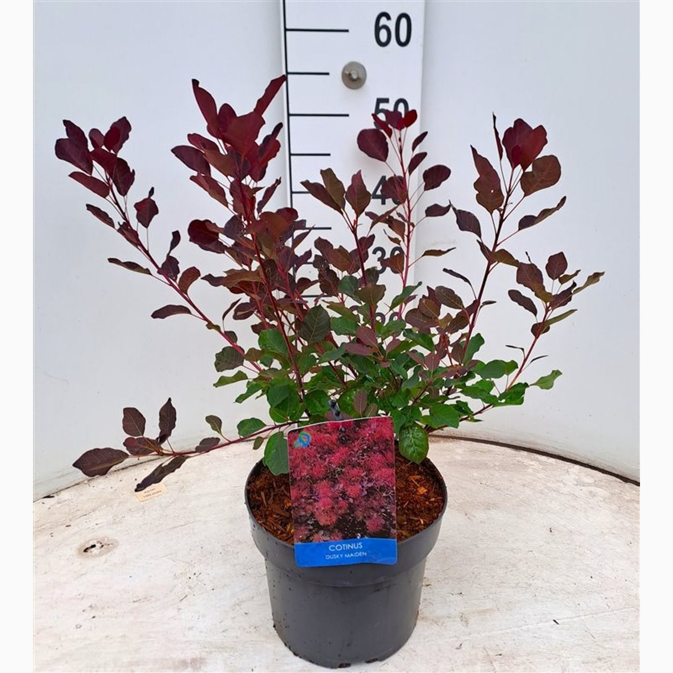 Perukbuske – Cotinus coggygria 'Dusky Maiden' - C4 40-60 CM