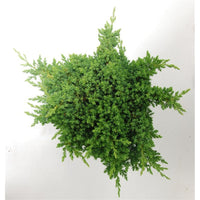Japansk trädgårds-en – Juniperus procumbens 'Nana' - C7.5 40-50 cm.