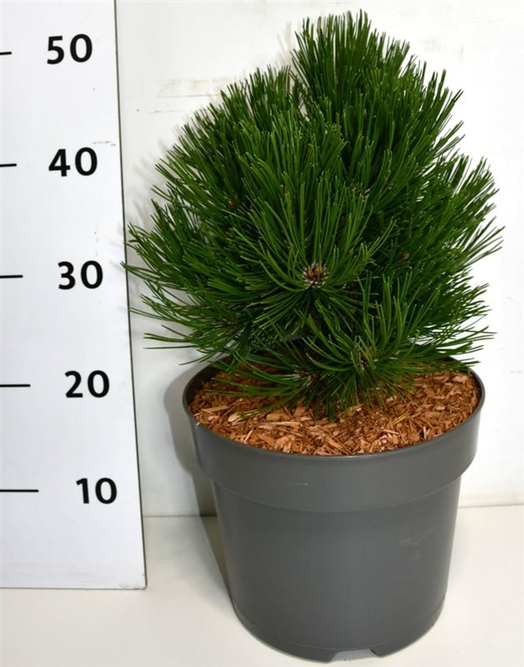 Balkantall – Pinus leucodermis &