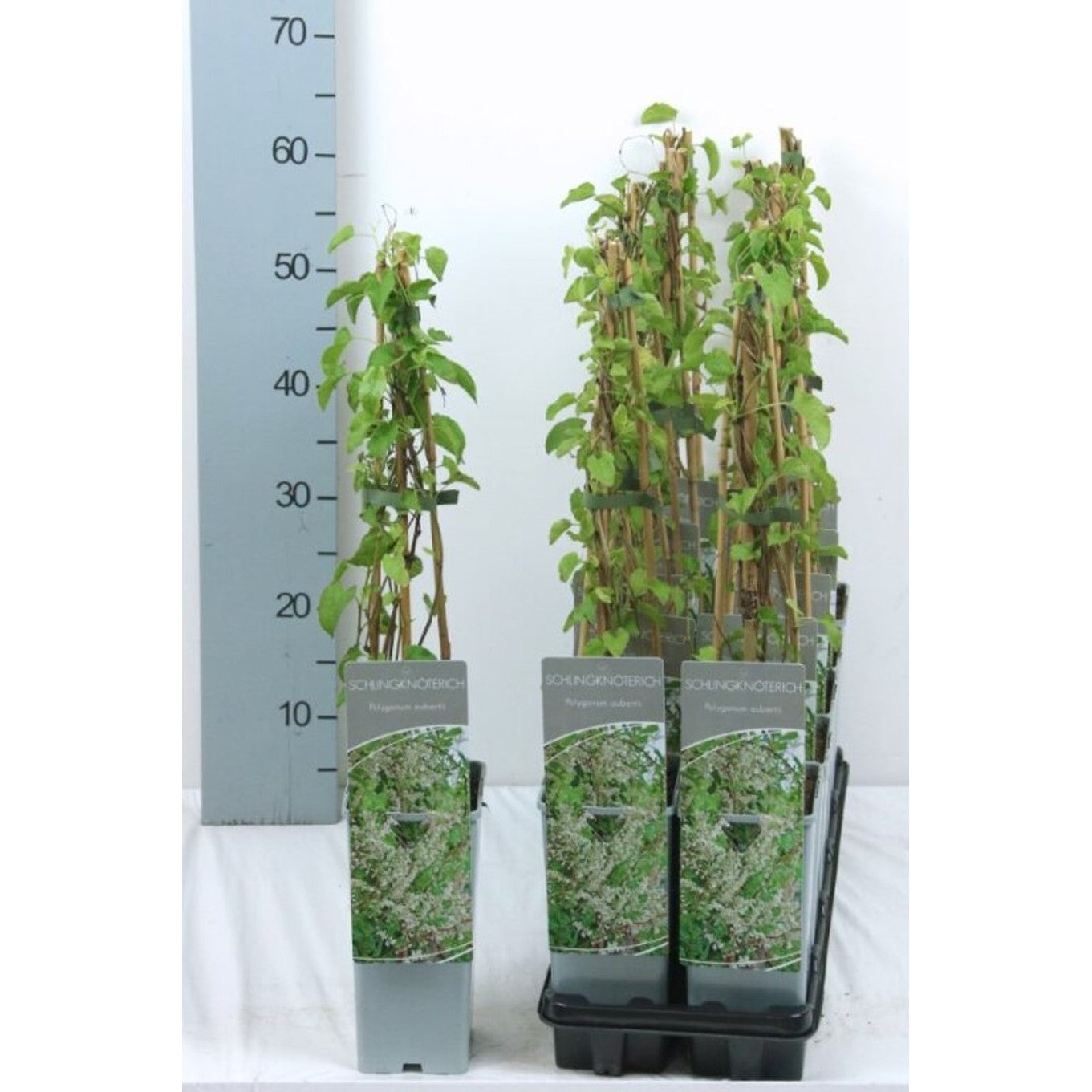 Parkslinga – Fallopia baldschuanica - C2 50-60 CM 3 Stick