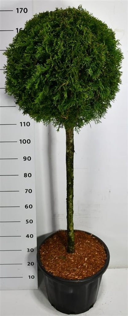Thuja – Thuja occidentalis &