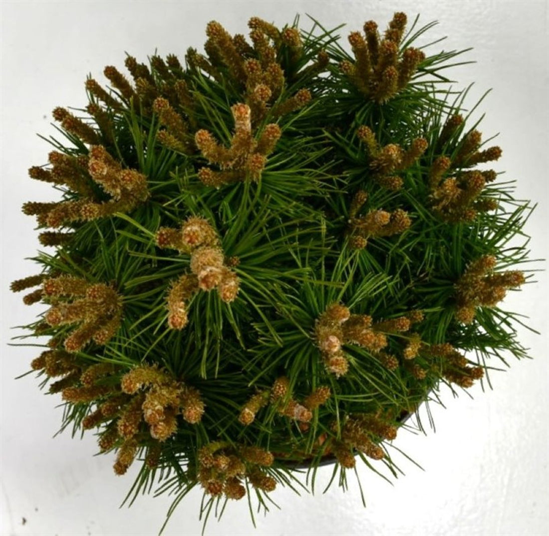 Bergtall – Pinus mugo &