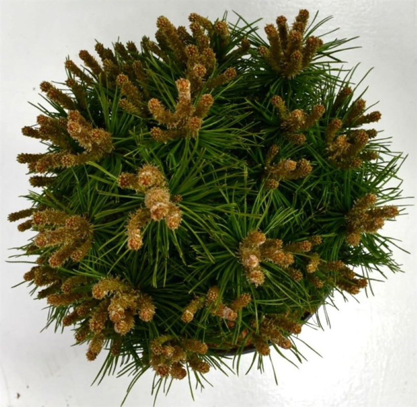Bergtall – Pinus mugo &