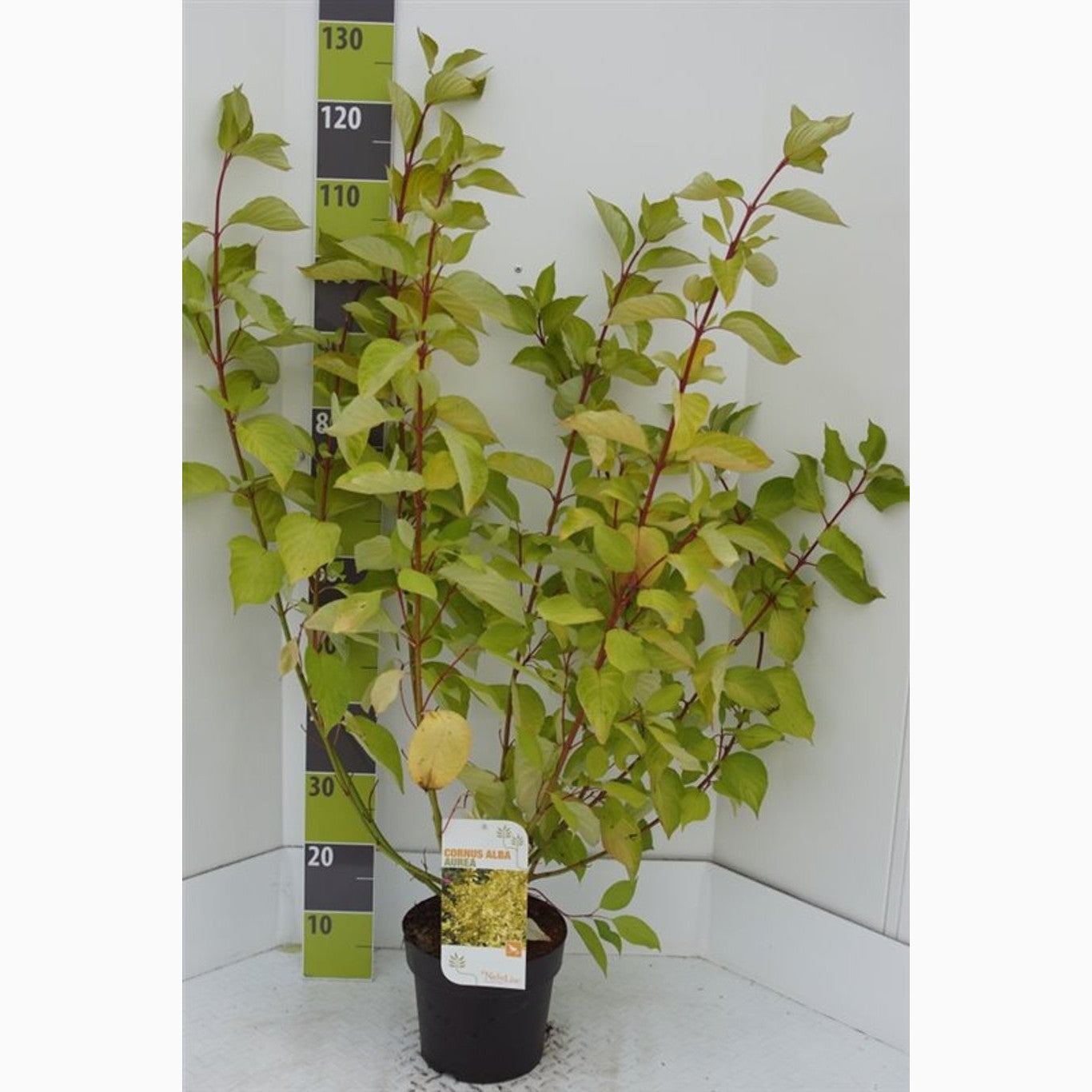 Kornell – Cornus alba 'Aurea' - C7.5 80-100 CM