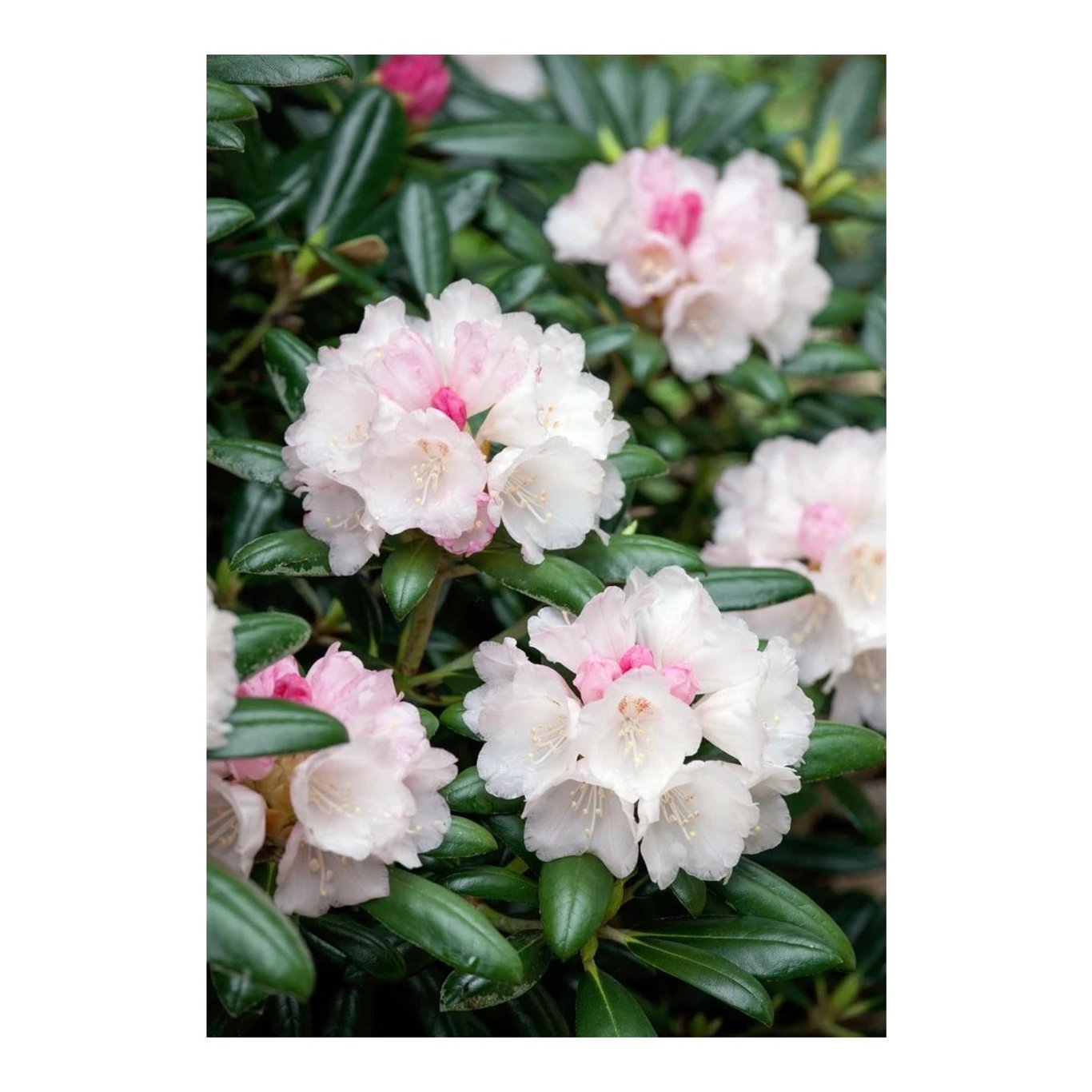 Rhododendron – Rhododendron (Y); 'Koichiro Wada' - C5 25-30 CM