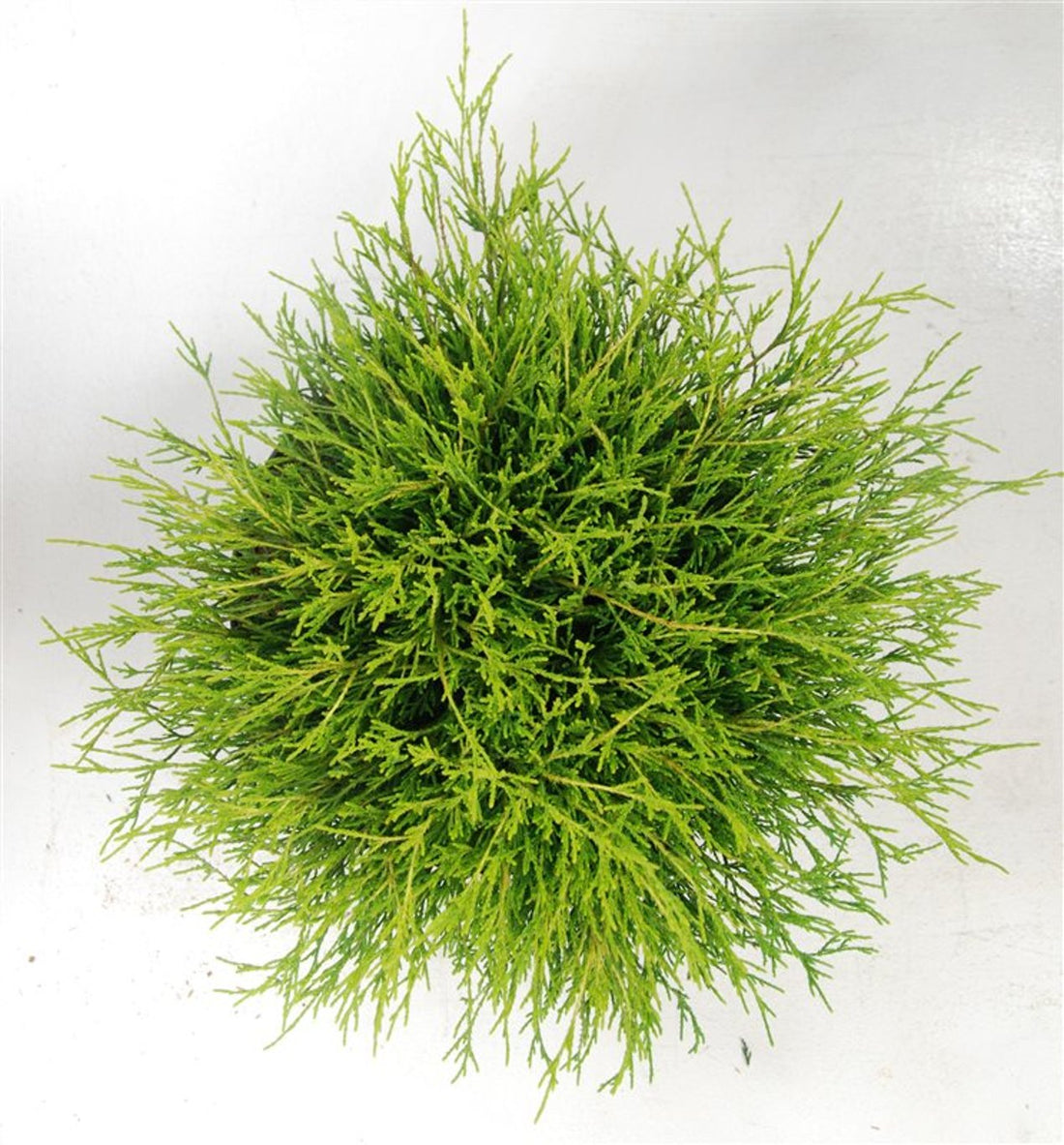 Ädelcypress – Chamaecyparis pisifera &