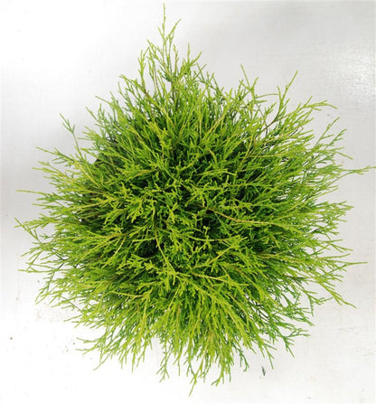 Ädelcypress – Chamaecyparis pisifera &