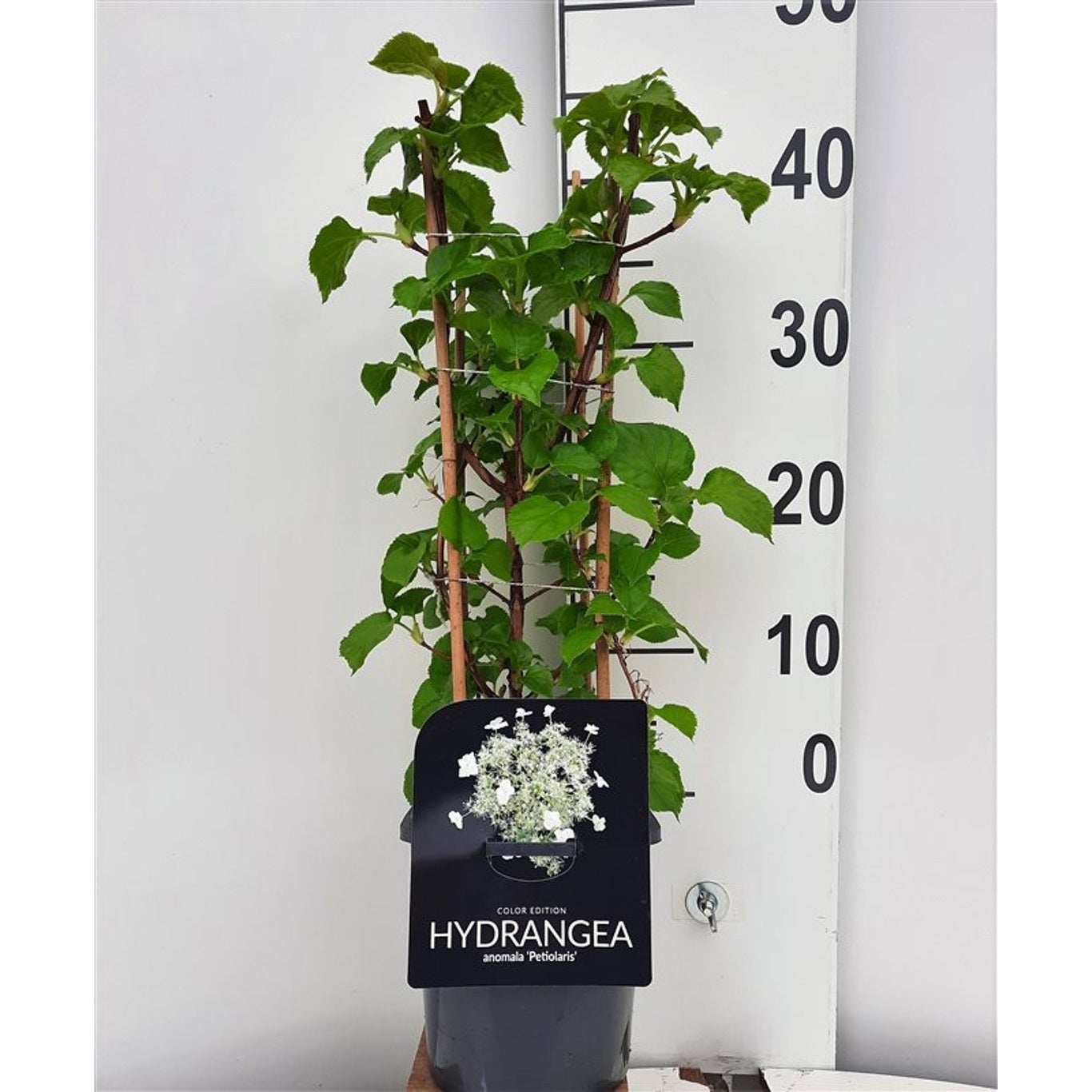 Hortensia – Hydrangea arborescens 'Pink Percussion' - C2 30-40 CM