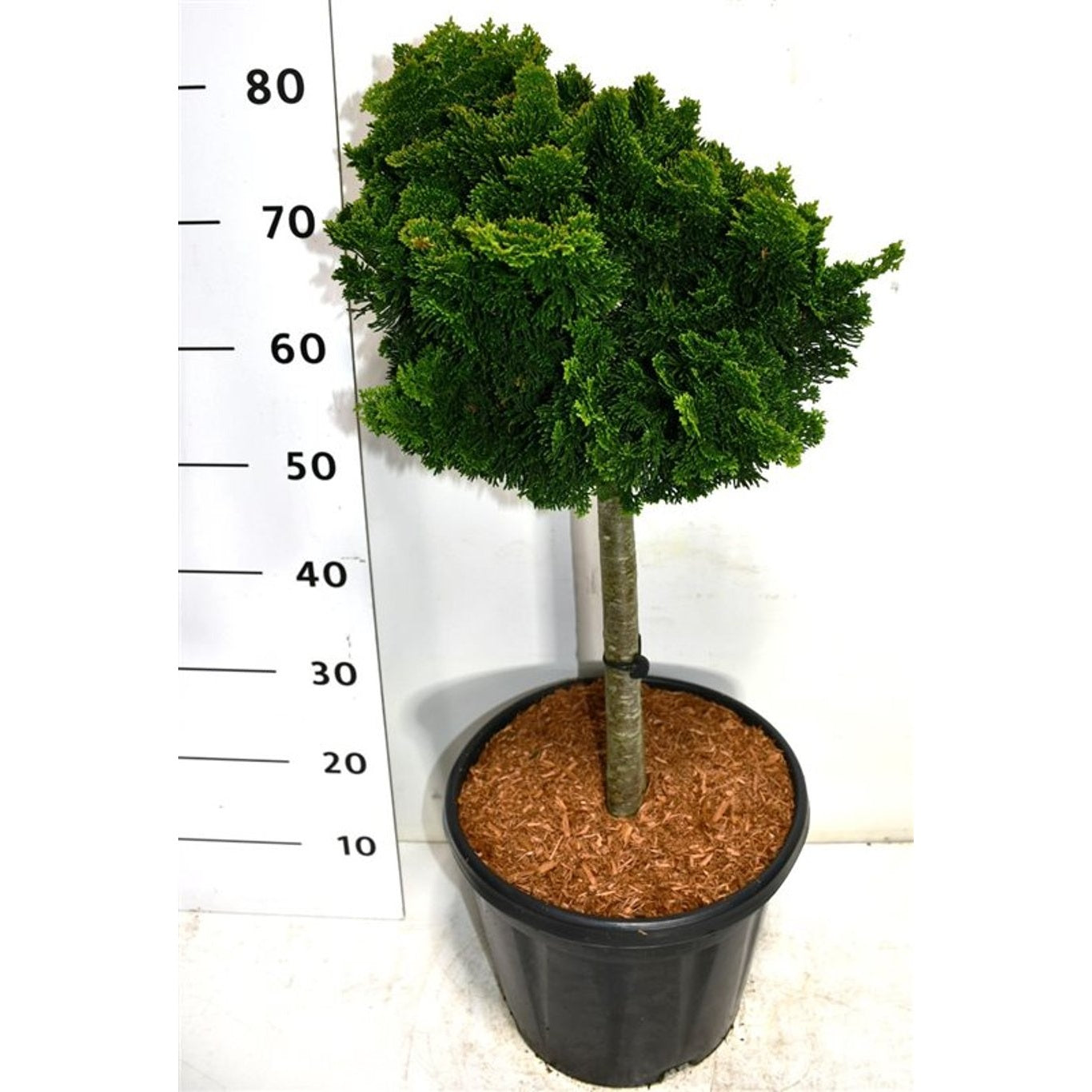 Ädelcypress – Chamaecyparis obtusa 'Nana Gracilis' - 40 CM Stem C12