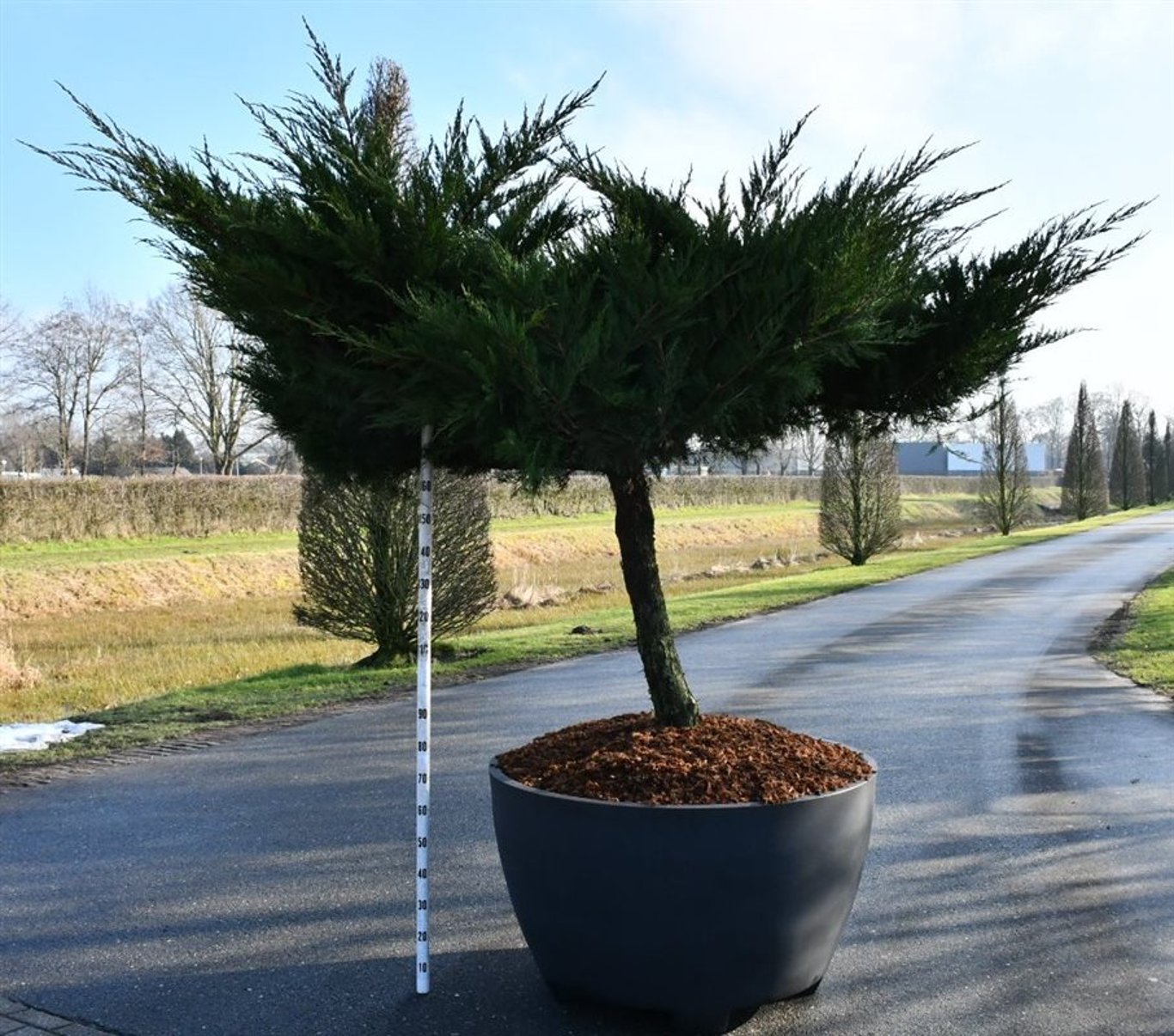 Pfitzer-en – Juniperus pfitzeriana &