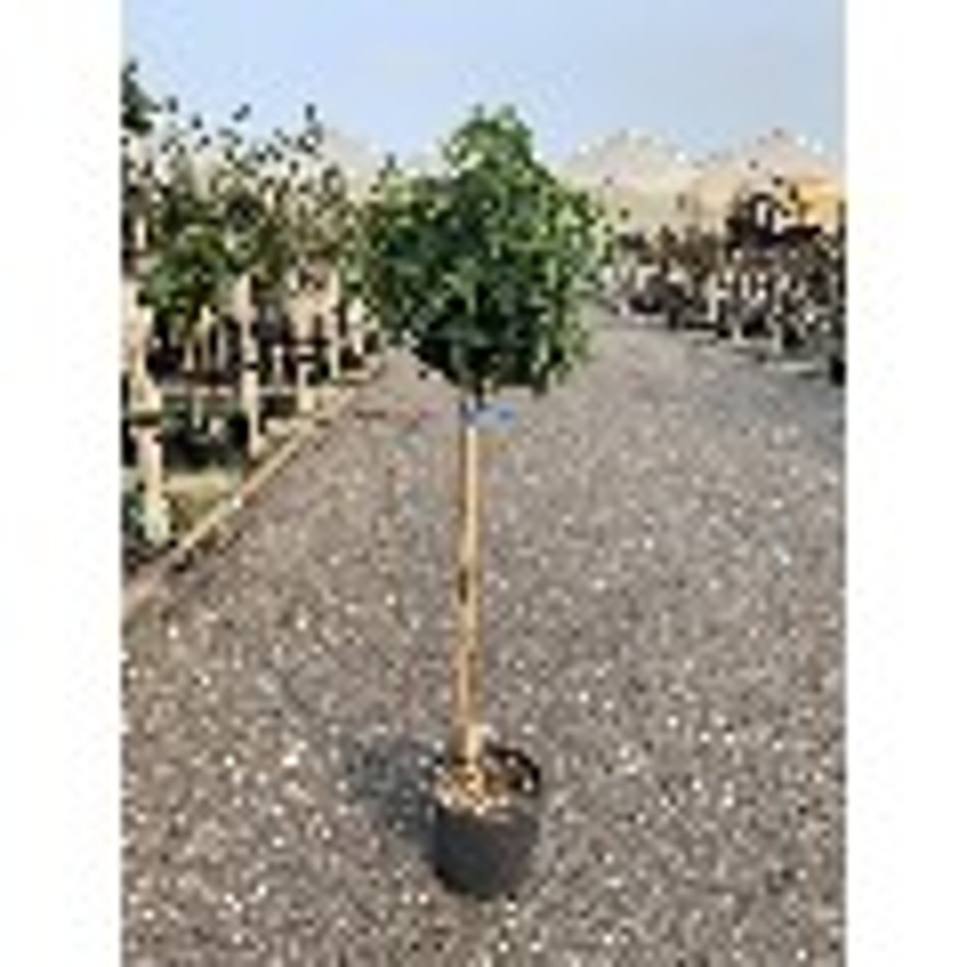 Amerikanskt ambra – Liquidambar styraciflua 'Gum Ball' - C25 6/8  200 CM Stem