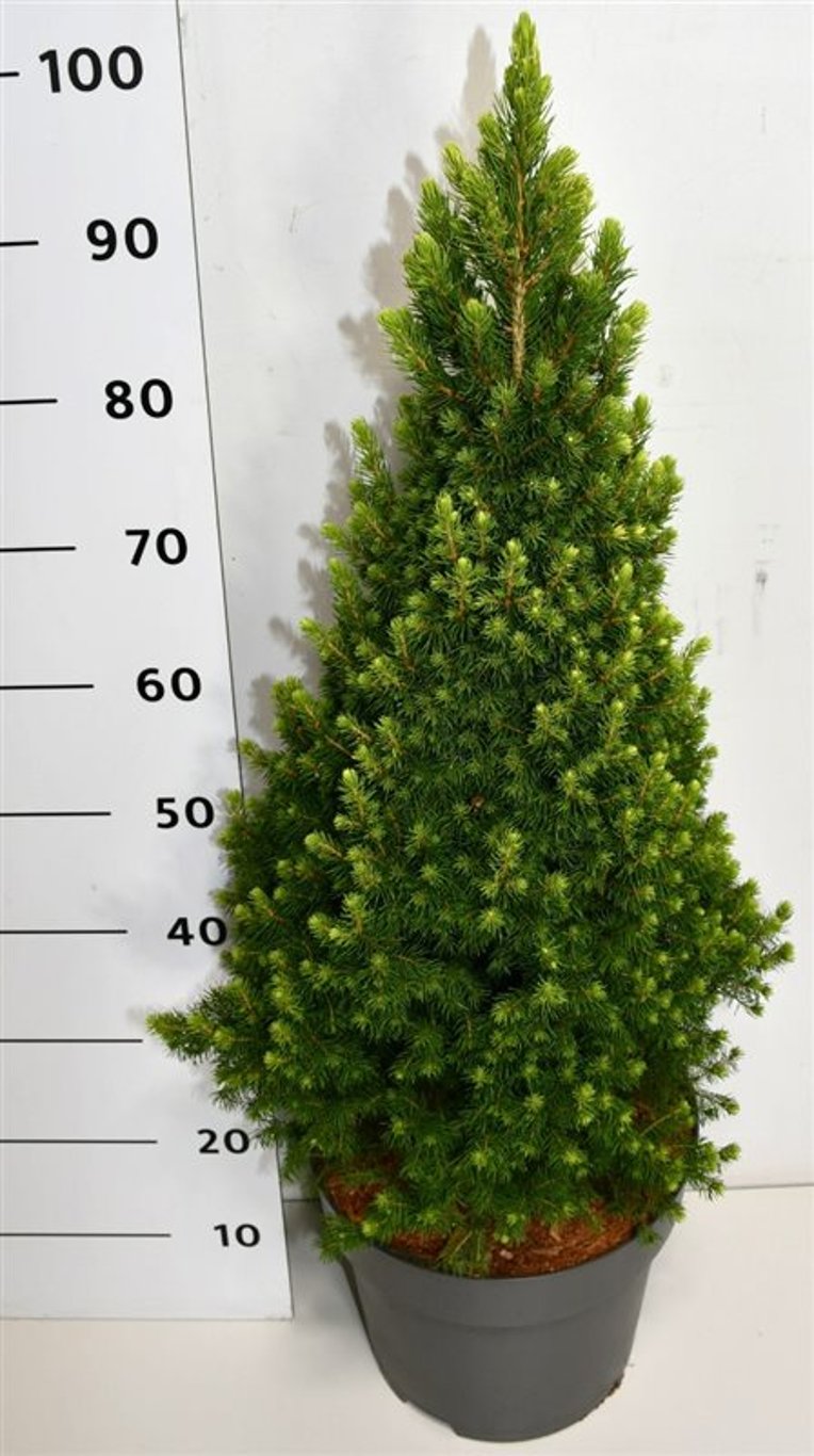 Albertagran – Picea glauca &