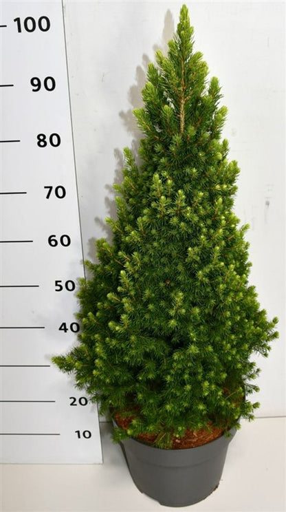 Albertagran – Picea glauca &