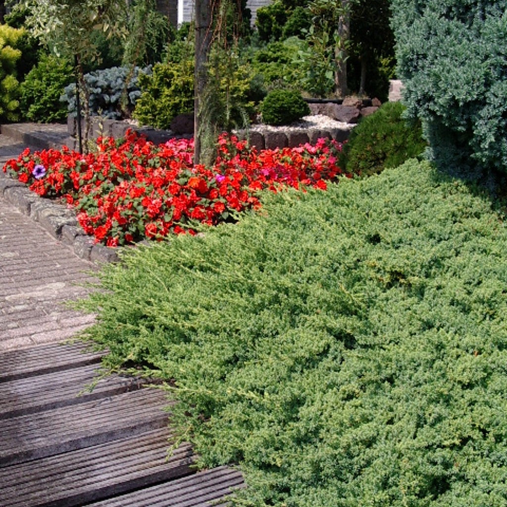 Kryp-en – Juniperus procumbens 'Nana' - C3 25-30 CM